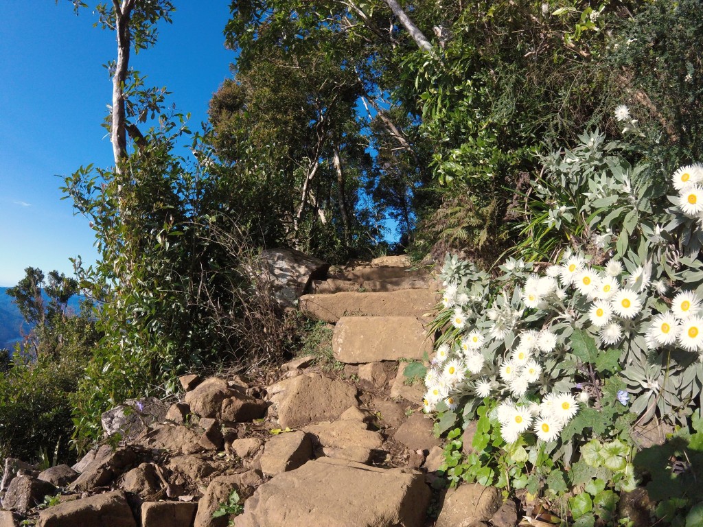 Mount warning trail