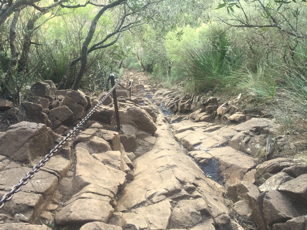 mount warning trail